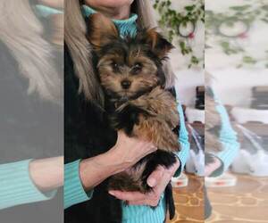 Yorkshire Terrier Dogs for adoption in CEDAREDGE, CO, USA