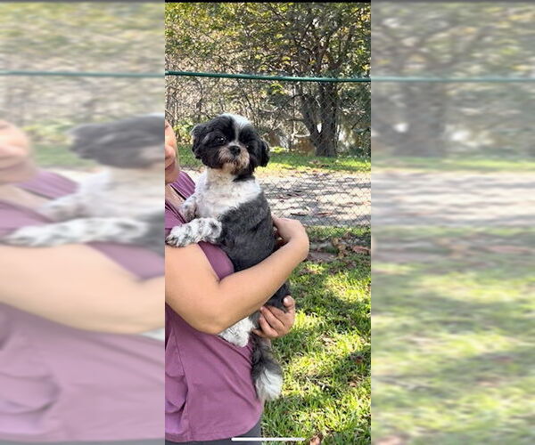 Medium Photo #9 Shih Tzu Puppy For Sale in Weston, FL, USA