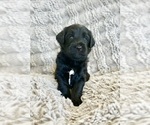 Puppy Bellatrix Double Doodle