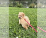 Small #1 Pomeranian