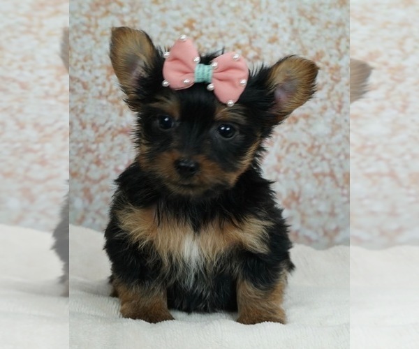 Medium Photo #3 Yorkshire Terrier Puppy For Sale in WARSAW, IN, USA