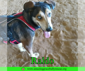 Raldo - Male Australian Shepherd-Unknown Mix Dog for Adoption - Photo #11