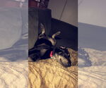 Small #10 Rottweiler Mix