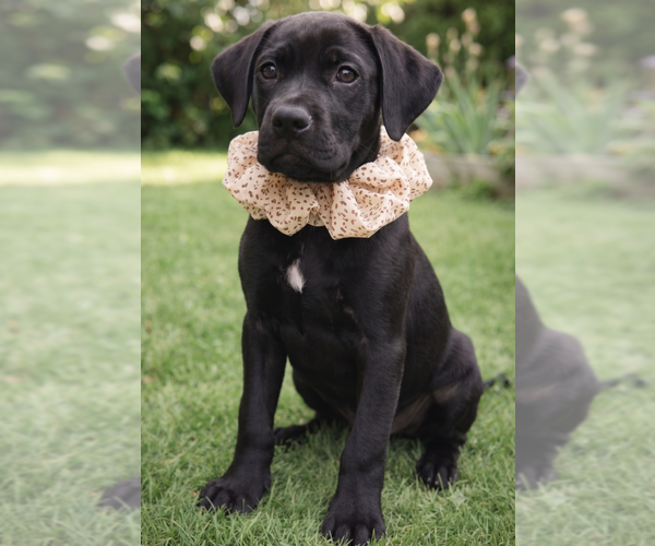 Medium Photo #7 Labrador Retriever-Unknown Mix Puppy For Sale in Grovertown, IN, USA