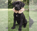 Small #6 Labrador Retriever Mix