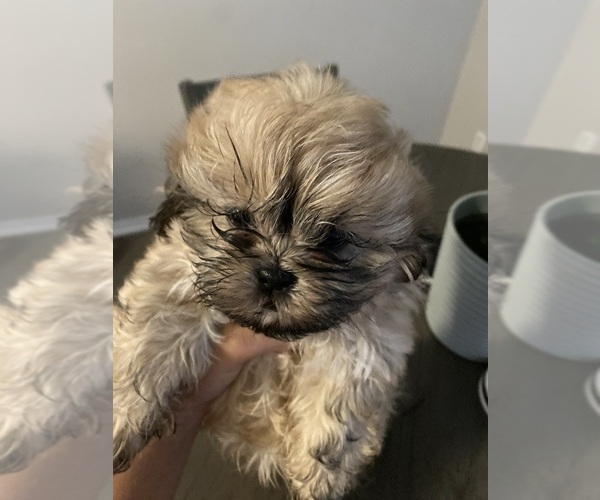 Medium Photo #1 Shih Tzu Puppy For Sale in OVIEDO, FL, USA