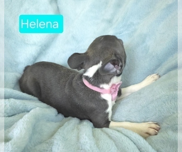 Medium Photo #4 Faux Frenchbo Bulldog Puppy For Sale in MINERAL WELLS, WV, USA