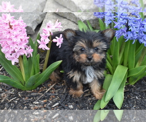 Yorkshire Terrier Puppy for sale in ELDORADO, OH, USA