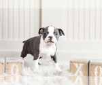 Small Photo #11 Boston Terrier Puppy For Sale in WARSAW, IN, USA