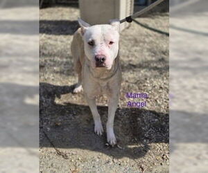 MAMA ANGEL - Female Mutt Dog for Adoption - Photo #3