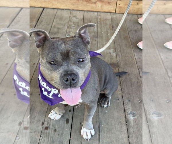 Medium Photo #4 Mutt Puppy For Sale in Euless, TX, USA