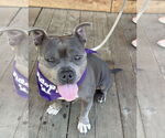 Small #3 Mutt