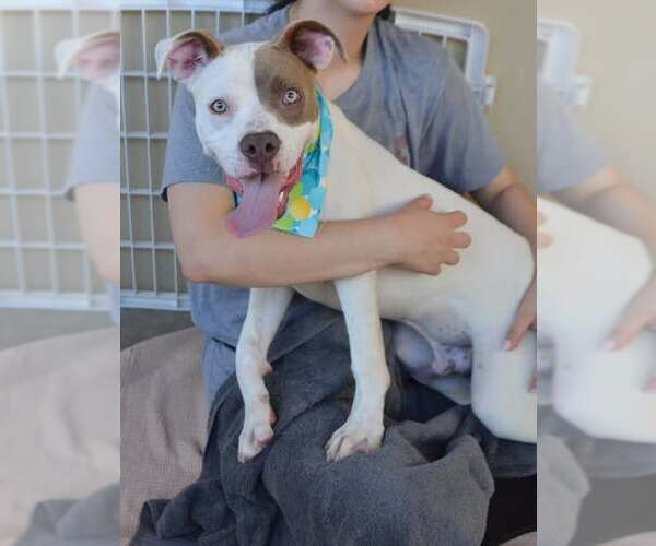 Medium Photo #1 American Pit Bull Terrier-Unknown Mix Puppy For Sale in McKinney, TX, USA