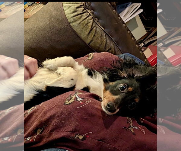 Medium Photo #3 Dachshund Puppy For Sale in Mooresville, NC, USA