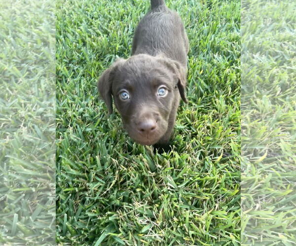 Medium Photo #3 Chesador Puppy For Sale in The Woodlands, TX, USA