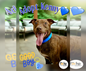 American Pit Bull Terrier Dogs for adoption in Menifee, CA, USA