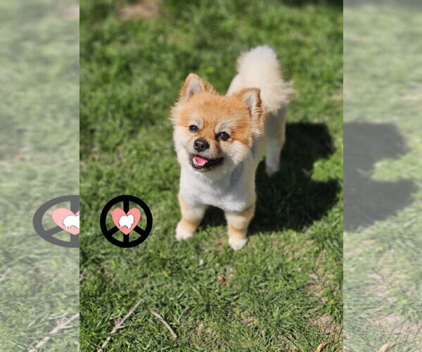 Medium Photo #1 Pomeranian Puppy For Sale in Lebanon, PA, USA