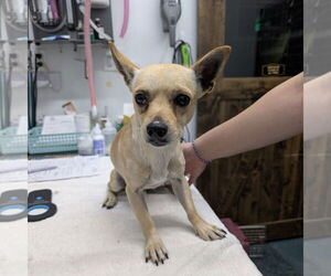 Chihuahua-Unknown Mix Dogs for adoption in Chico, CA, USA
