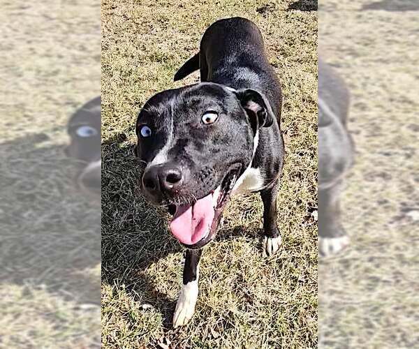 Medium Photo #6 Siberian Husky-Unknown Mix Puppy For Sale in Mount Airy, NC, USA
