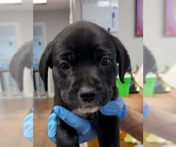 Medium Photo #1 Boxador Puppy For Sale in Bolivar, MO, USA