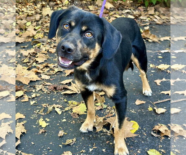 Medium Photo #1 Labbe Puppy For Sale in Batavia, OH, USA