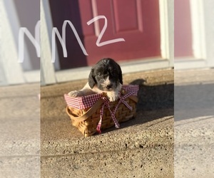 Weimaraner Puppy for sale in ELMWOOD, WI, USA