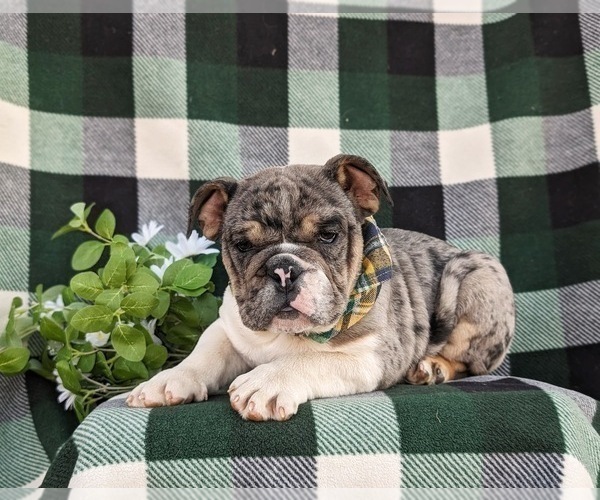 Medium Photo #2 English Bulldog Puppy For Sale in COCHRANVILLE, PA, USA