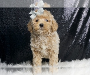 Goldendoodle (Miniature) Litter for sale in WARSAW, IN, USA