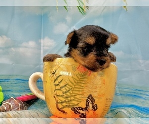 Morkie Puppy for sale in CASSVILLE, MO, USA