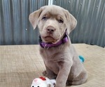 Puppy Purple collar Labrador Retriever