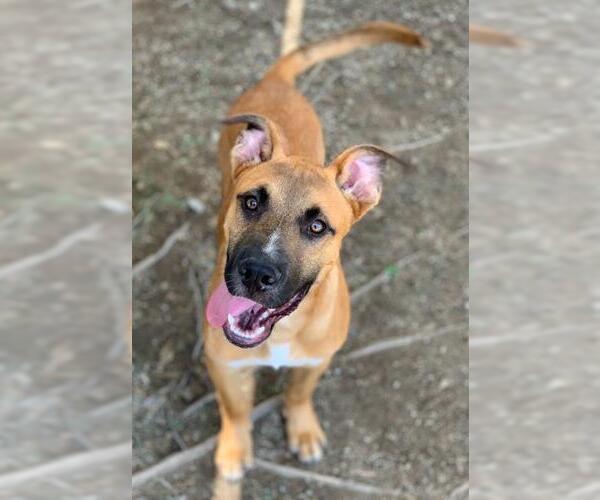 Medium Photo #1 American Pit Bull Terrier-Unknown Mix Puppy For Sale in Riverside, CA, USA