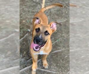 American Pit Bull Terrier-Unknown Mix Dogs for adoption in Riverside, CA, USA