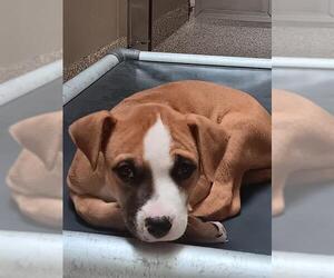 American Pit Bull Terrier Dogs for adoption in Pueblo, CO, USA