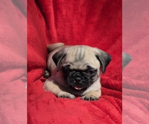 Pug Puppy for sale in SILVER SPRINGS, FL, USA