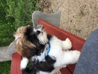 Small Photo #1 Poodle (Standard)-Shih Tzu Mix Puppy For Sale in RACINE, WI, USA