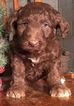 Small Photo #4 Aussiedoodle Puppy For Sale in ARBA, IN, USA