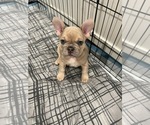 Small Photo #3 French Bulldog Puppy For Sale in ANTIOCH, CA, USA