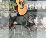 Small Photo #8 Dachshund-Rottweiler Mix Puppy For Sale in Orlando, FL, USA