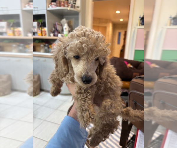 Medium Photo #2 Poodle (Miniature) Puppy For Sale in EAST AMHERST, NY, USA