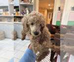 Small Photo #2 Poodle (Miniature) Puppy For Sale in EAST AMHERST, NY, USA
