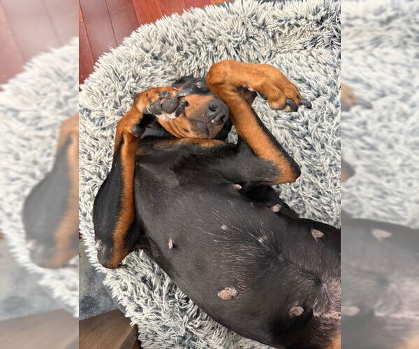 Medium Photo #2 Doberman Pinscher Puppy For Sale in Aurora, OH, USA