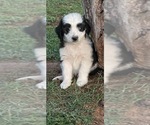 Puppy 3 Aussie-Poo
