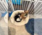 Small Photo #2 Chihuahua-Unknown Mix Puppy For Sale in Visalia, CA, USA