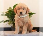Small Golden Retriever