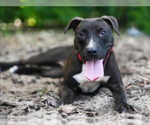 Medium Photo #1 Labrador Retriever-Unknown Mix Puppy For Sale in Tavares, FL, USA