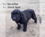 Small Photo #7 Saint Bernard Puppy For Sale in CRAIG, CO, USA