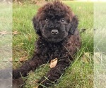 Small Photo #1 Bernedoodle (Miniature) Puppy For Sale in GOSHEN, IN, USA