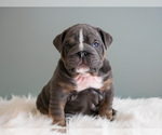 Small #4 English Bulldog