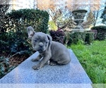 Small Photo #232 French Bulldog Puppy For Sale in HAYWARD, CA, USA