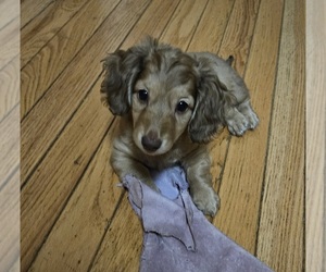 Dachshund Puppy for sale in LOWELL, IN, USA